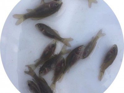 [高产鱼种】禾花鲤鱼苗 禾花乌鲤 禾花鲤 禾花鱼 乌鲤 荷花鲤鱼苗图5