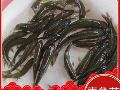 【优质鱼苗】青鱼苗批发 青鲩鱼苗 乌鲩 螺蛳鲩鱼苗 黑鲩四大家鱼图1