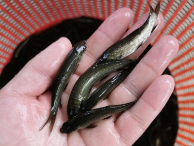 【优质鱼苗】青鱼苗批发 青鲩鱼苗 乌鲩 螺蛳鲩鱼苗 黑鲩四大家鱼图3