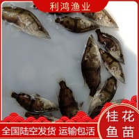 桂花鱼苗鳜鱼苗 利鸿基地直供 翘嘴鳜鱼苗 金钱桂 桂花饵料鱼水花