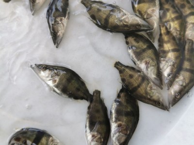 桂花鱼苗鳜鱼苗 利鸿基地直供 翘嘴鳜鱼苗 金钱桂 桂花饵料鱼水花图2