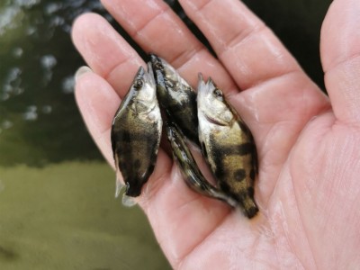 桂花鱼苗鳜鱼苗 利鸿基地直供 翘嘴鳜鱼苗 金钱桂 桂花饵料鱼水花图4