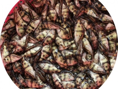 桂花鱼苗鳜鱼苗 利鸿基地直供 翘嘴鳜鱼苗 金钱桂 桂花饵料鱼水花图5