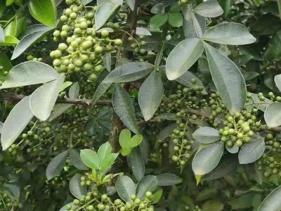 四川江津青花椒青麻椒小龙虾麻辣配料火锅底料调料批发图4