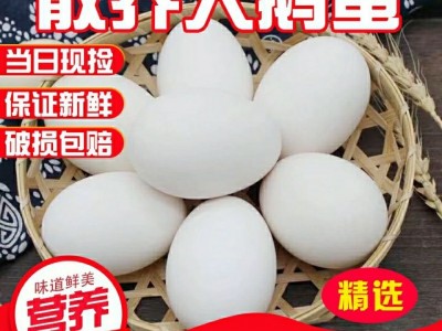 鹅蛋土新鲜农家散养鹅蛋当现新鲜大去孕妇批发个12装跨境厂家批发图2
