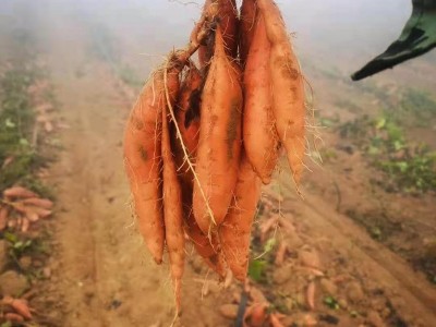 烟薯25蜜薯流油蜜薯糖心鲜番薯红皮红心烤薯沙地蜜薯图3