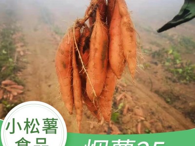 烟薯25蜜薯流油蜜薯糖心鲜番薯红皮红心烤薯沙地蜜薯图2