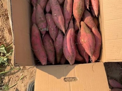 产地直销烟薯25  纯正烟薯蜜薯  大量批发量大价优图5