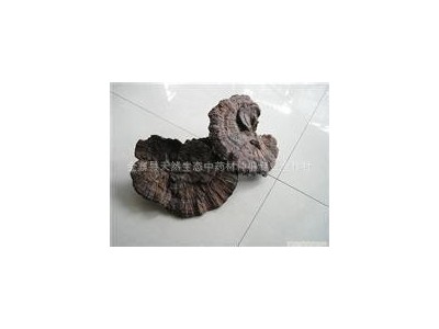 大别山高山原始森林黑灵芝图2