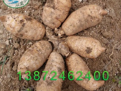 新鲜天麻宜昌现挖鲜天麻 煲汤用天麻非云南鲜天麻防野生林下种植图2