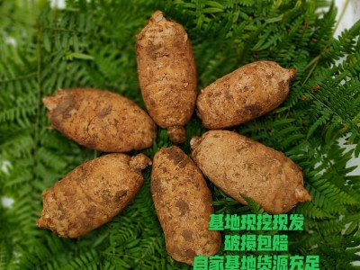 新鲜天麻宜昌现挖鲜天麻 煲汤用天麻非云南鲜天麻防野生林下种植图3