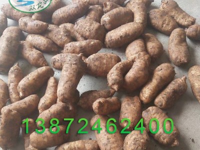 新鲜天麻宜昌现挖鲜天麻 煲汤用天麻非云南鲜天麻防野生林下种植图5