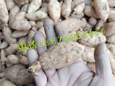 乌红杂交天麻种子，湖北零代天麻种子，现挖天麻仔、宜昌天麻种子图3