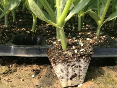 1通用型营养土蔬菜多肉草莓养花种菜栽培绿化育苗基质批发代发图1