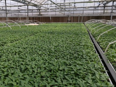 1通用型营养土蔬菜多肉草莓养花种菜栽培绿化育苗基质批发代发图2