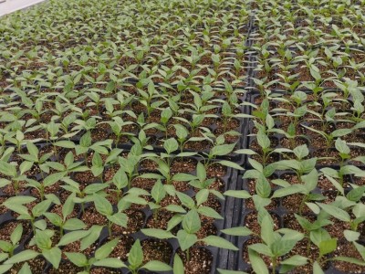 9蔬菜花卉烟草辣椒番茄花菜西瓜甜瓜草莓播种栽培育苗基质营养土图4
