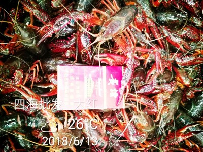 湖北潜江孝感江苏小龙虾鲜活批发清水养殖海鲜冷冻虾水产青虾大红图4