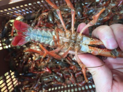 湖北潜江孝感江苏小龙虾鲜活批发清水养殖海鲜冷冻虾水产青虾大红图3