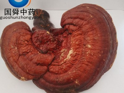 【国舜堂】灵芝500g实物拍照产地货源中药材批发供应【灵芝】图5