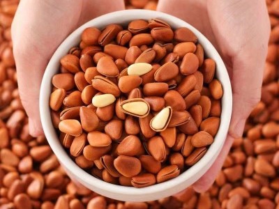 东北原味开口大颗粒松子新货500g散装手剥红松年货零食坚果大开口图3