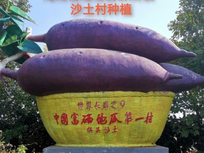 海南正宗富硒桥头地瓜沙地红薯现挖新鲜板栗番薯精品果一件代发图3