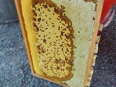 鸭脚木蜂蜜 冬蜜一件代发 农家蜂蜜供应批发 土蜂蜜 冬蜜鹅掌柴花图3