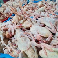 厂家批发7两 新鲜白羽王鸽肉肉鸽老鸽子肉煲汤乳鸽肉活体现杀