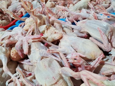 厂家批发7两 新鲜白羽王鸽肉肉鸽老鸽子肉煲汤乳鸽肉活体现杀图2