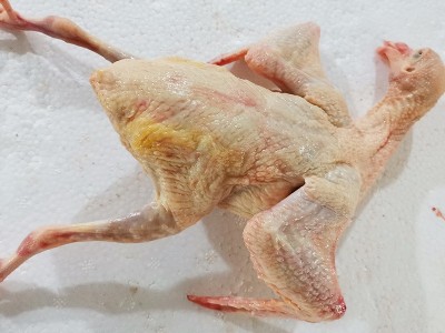 厂家批发7两 新鲜白羽王鸽肉肉鸽老鸽子肉煲汤乳鸽肉活体现杀图4