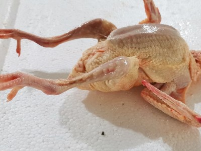厂家批发7两 新鲜白羽王鸽肉肉鸽老鸽子肉煲汤乳鸽肉活体现杀图3