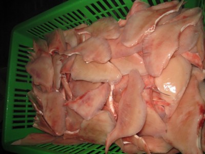 供应 厂家直销 长期大量加工海鳗片,美鳐片,孔鳐片,黄舒鱼图4