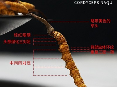 西藏那曲冬虫夏草 虫草全干无断草 传统滋补品营养品虫草大量批发图3