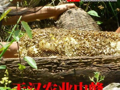 汉农中蜂木桶土蜂蜜500g古法割蜜一年只取一次秦岭山野花天然纯蜜图5