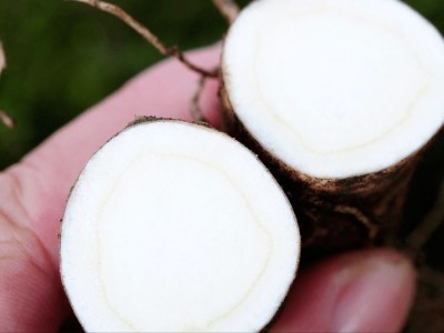 2019年新鲜带土人参 现挖现卖批发鲜人参 非保鲜人参东北人参图2