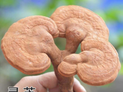 东北长白山椴木赤灵芝 带粉灵芝 整枝灵芝500克泡酒料 包邮图2