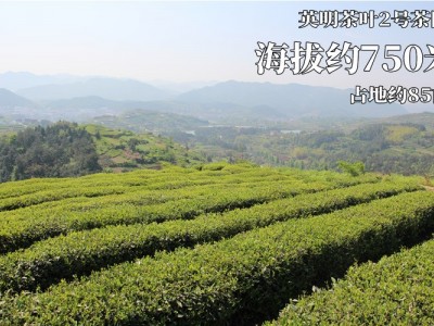 新茶 礼品 茶叶龙井 每日直播 大佛龙井 英明 主吉 半斤图4