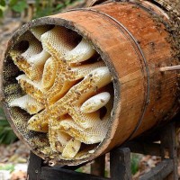 原生蜂蜜批发瓶装巢蜜500g农家土特产多花蜂巢蜜抖音直播控价代发