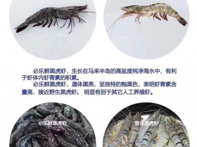 乐必鲜黑虎虾 虾青素高 马来西亚黑虎虾 鲜活冷冻 海水养殖 多个图5