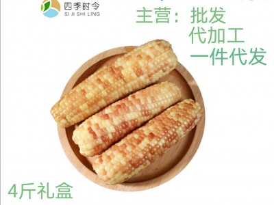 中国玉米之乡公主岭厂家直供德乐圆棒宝贝玉米120g*8棒白糯小玉米图5