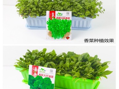 蔬菜种子四季播种阳台农家庭院盆栽生菜菠菜韭菜香菜草莓籽孑包邮图4