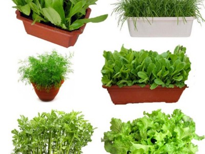 蔬菜种子四季播种阳台农家庭院盆栽生菜菠菜韭菜香菜草莓籽孑包邮图5