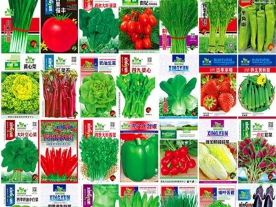 蔬菜种子四季播种阳台农家庭院盆栽生菜菠菜韭菜香菜草莓籽孑包邮图3