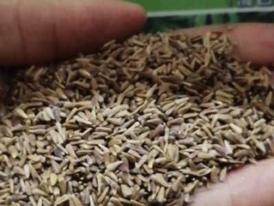 产地批发翠菊种子四季观赏花卉种子大花矮生重瓣菊花庭院花海种子图3