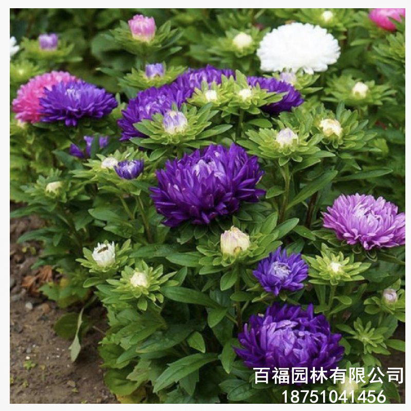 翠菊 白底.jpg