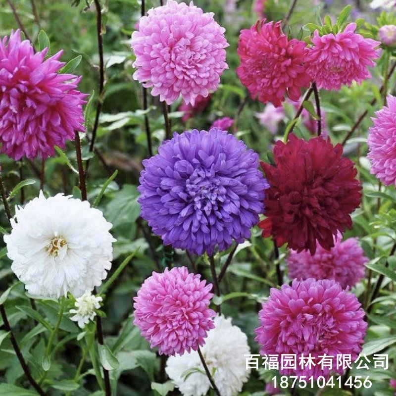 翠菊 (10).jpg