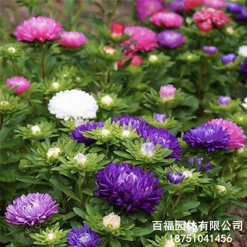 翠菊 (1).jpg