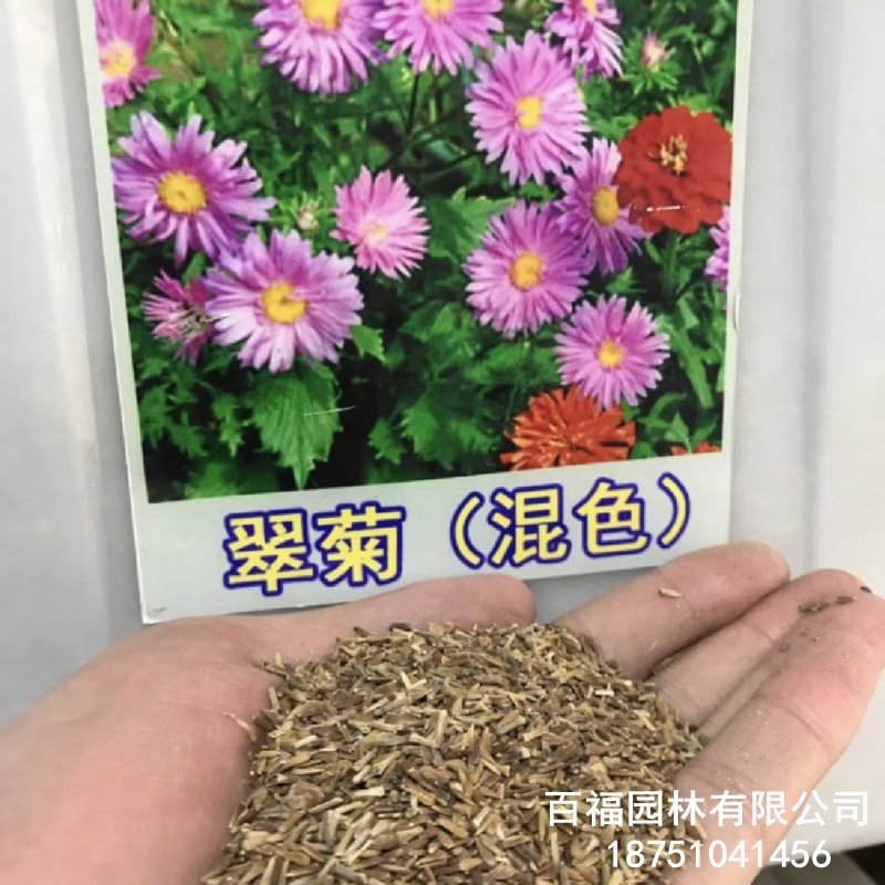 翠菊 (5).jpg