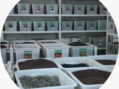 批发户外马蹄金种子金钱草垂吊心形铜钱草 多年生耐阴护坡草坪图5