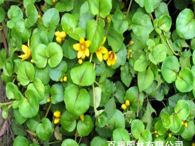 批发户外马蹄金种子金钱草垂吊心形铜钱草 多年生耐阴护坡草坪图4