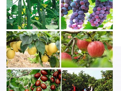 国光朴绿 植物黄化高磷钾全水溶肥料含微量元素铁肥锌硼肥叶面肥图4